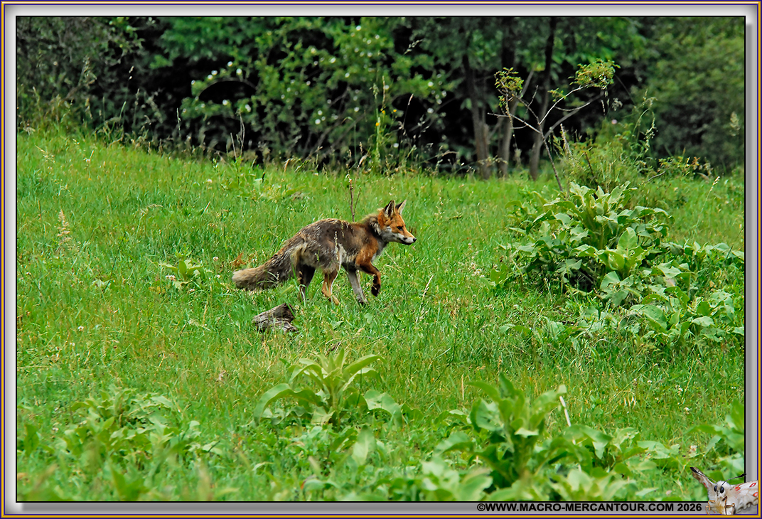 RENARD